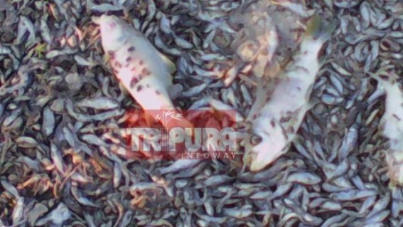 Kamalpur: Fish farmer became prey to conspiracy, police failed to trace the culprits
